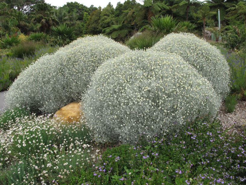 Leucophyta Brownii Coast Cushion Bush Australian Botanic Garden