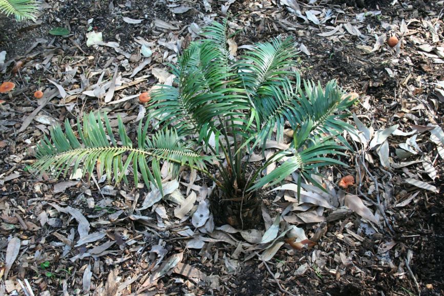 Macrozamia lucida