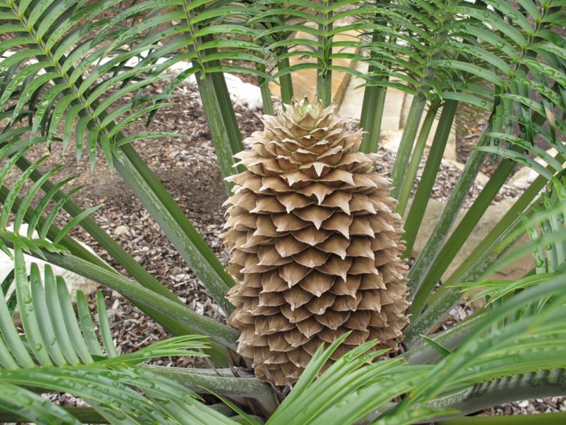 Lepidozamia peroffskyana - Pineapple Zamia | Australian Botanic Garden ...