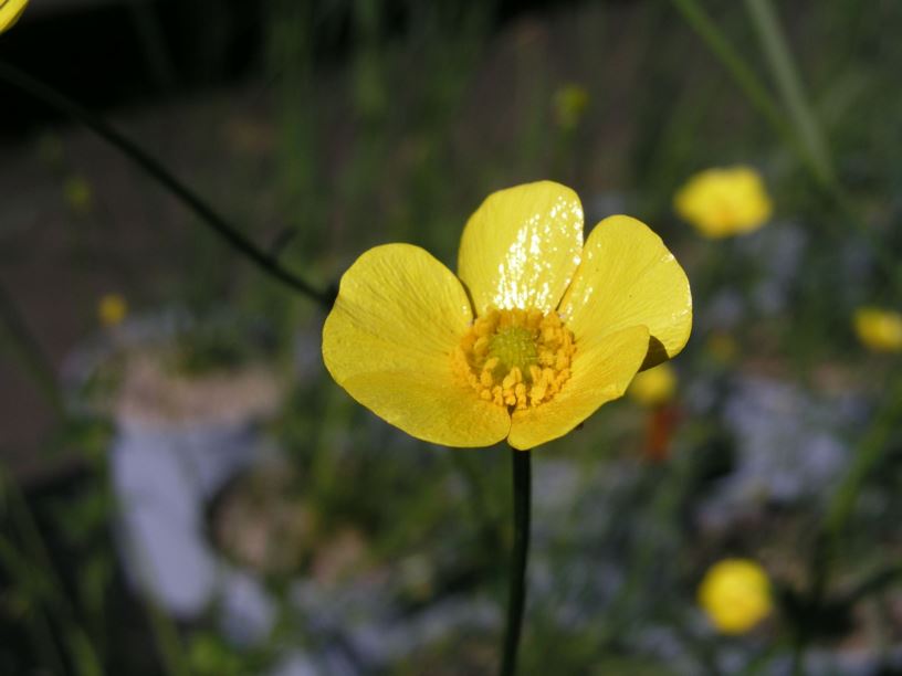 Ranunculus lappaceus - Common Buttercup
