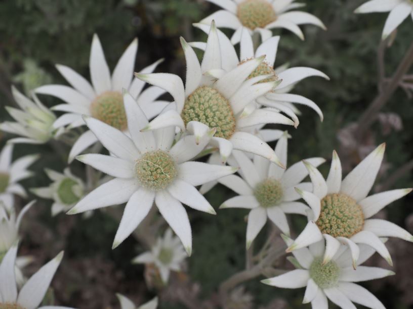 Actinotus helianthi 'Starbright' - Flannel Flower