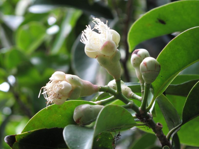 Syzygium alliiligneum - onionwood