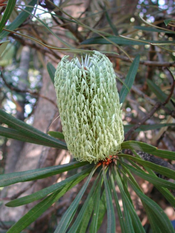 Banksia aquilonia - Northern Banksia, White Banksia