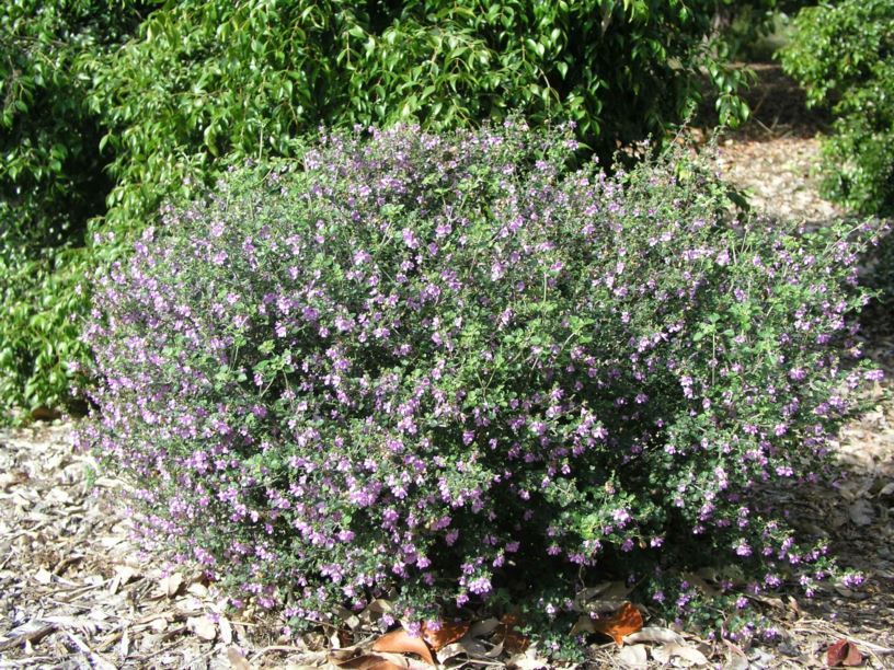 Prostanthera rotundifolia - Round-leaved Mintbush