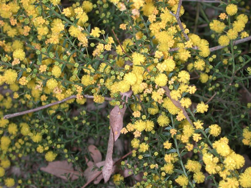 Acacia amblygona 'Austraflora Winter Gold'
