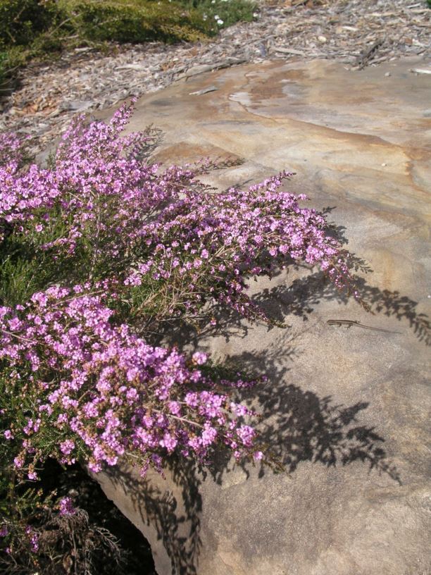 Thryptomene denticulata - Purple Myrtle