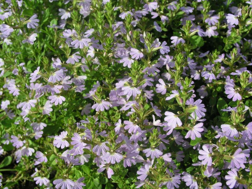 Scaevola albida - Pale Fan-flower