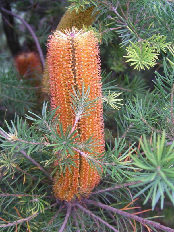 Banksia spinulosa × ericifolia 'Giant Candles'