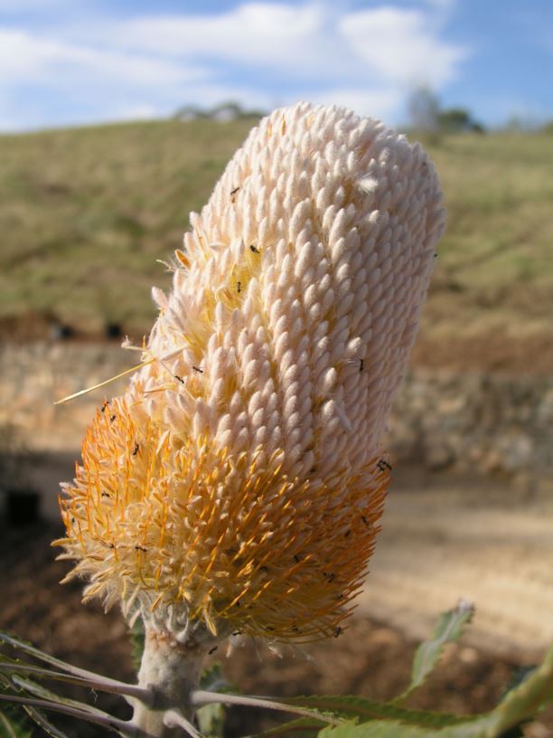 Banksia hookeriana × prionotes