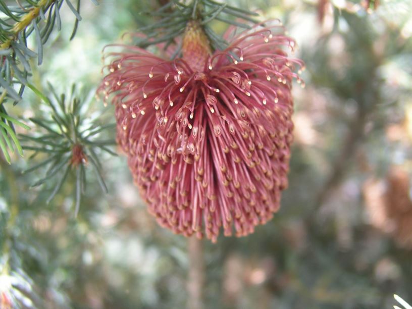 Banksia nutans var. nutans - Nodding Banksia