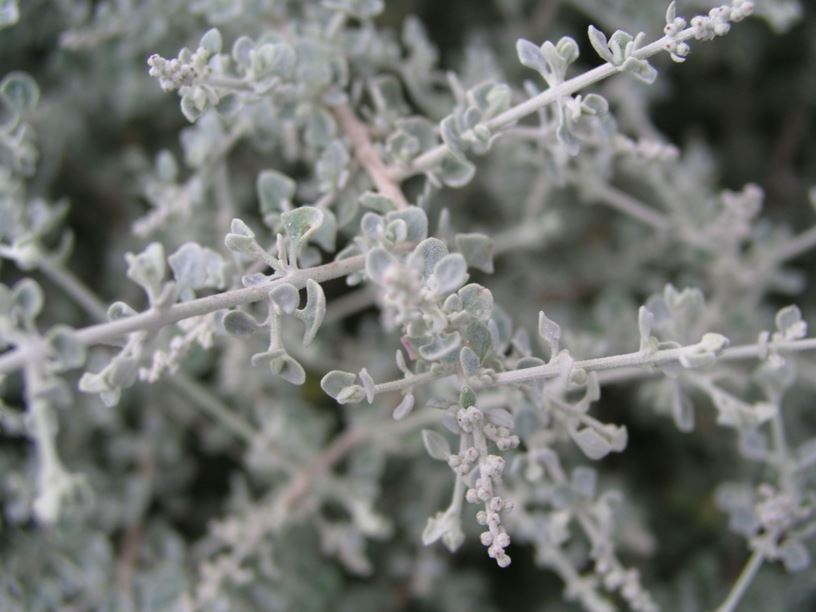 Rhagodia spinescens - Spiny Saltbush, Berry saltbush, Creeping Saltbush