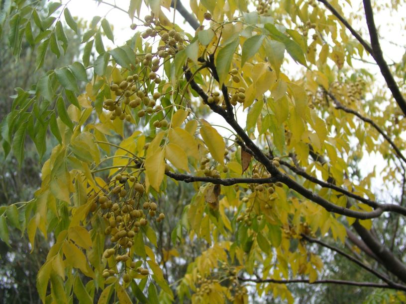 Melia azedarach White Cedar, Chinaberry Tree Australian Botanic Garden Mount Annan