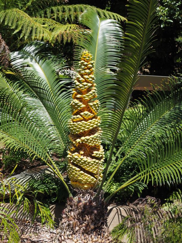 Lepidozamia peroffskyana - Pineapple Zamia