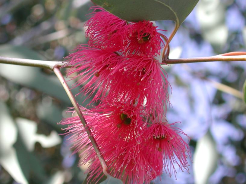 Eucalyptus sideroxylon 'Fawcett's Pink'