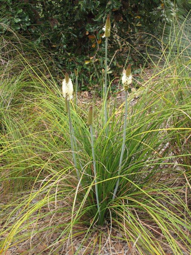 Xanthorrhoea macronema