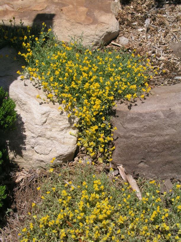 Chrysocephalum apiculatum - common everlasting, yellow buttons