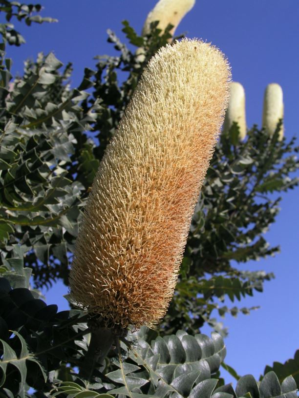 Banksia grandis - Bull Banksia