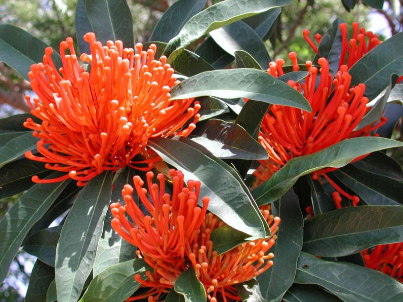 Alloxylon flammeum - Tree Waratah, Red Silky Oak, Queensland Waratah