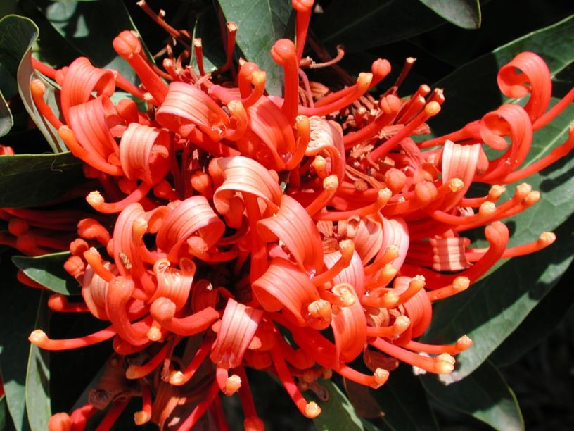 Alloxylon flammeum - Queensland Waratah, Tree Waratah, Red Silky Oak