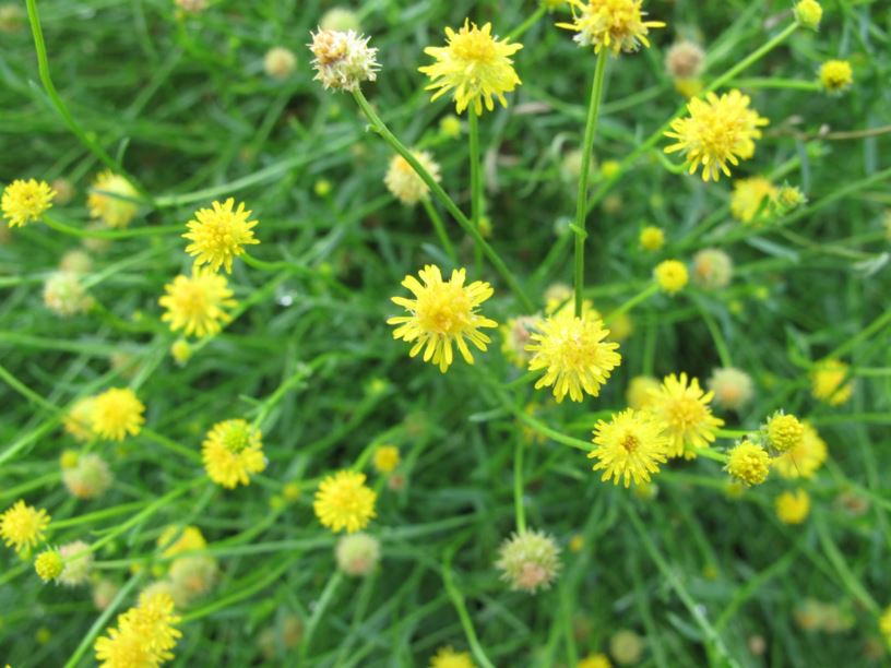 Calotis lappulacea - yellow burr-daisy