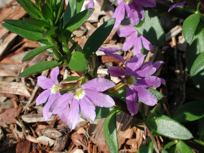 Scaevola aemula 'Purple Fanfare' - Fairy Fan Flower