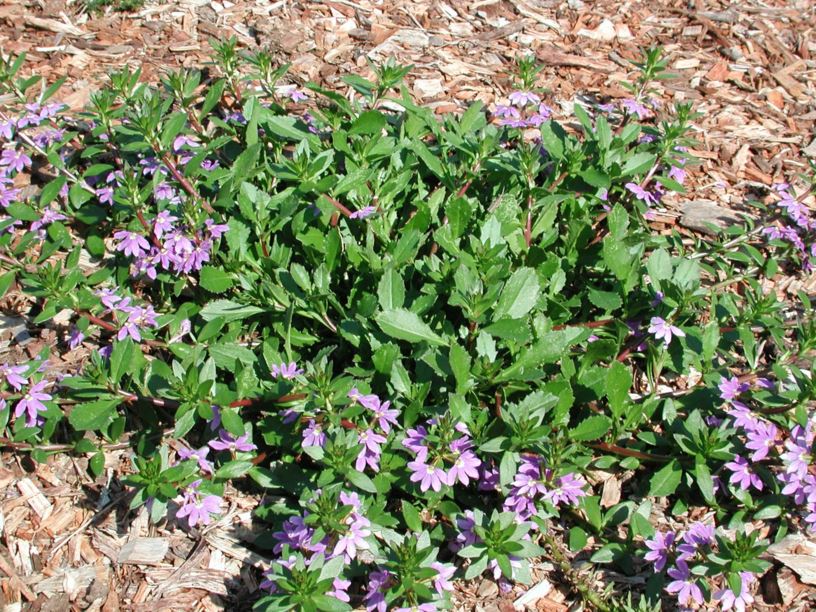 Scaevola aemula 'Purple Fanfare' - Fairy Fan Flower | Australian ...