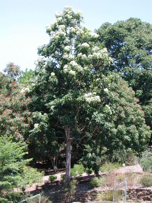 Flindersia brayleyana Queensland Maple, Maple Silkwood Australian
