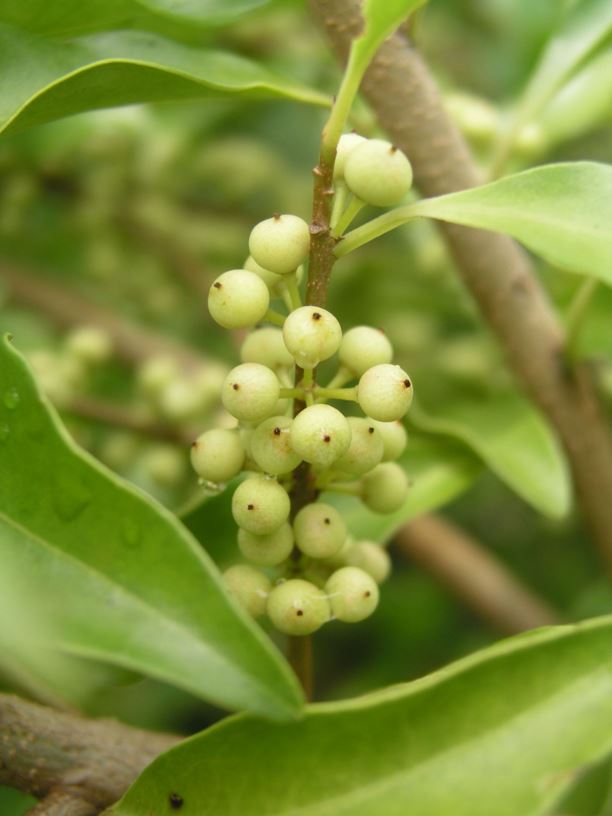 Myrsine richmondensis - Ripple-leaf Muttonwood, Purple-leaf Muttonwood