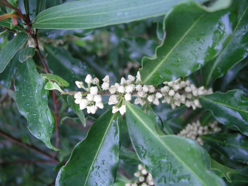 Myrsine richmondensis - Ripple-leaf Muttonwood, Purple-leaf Muttonwood ...