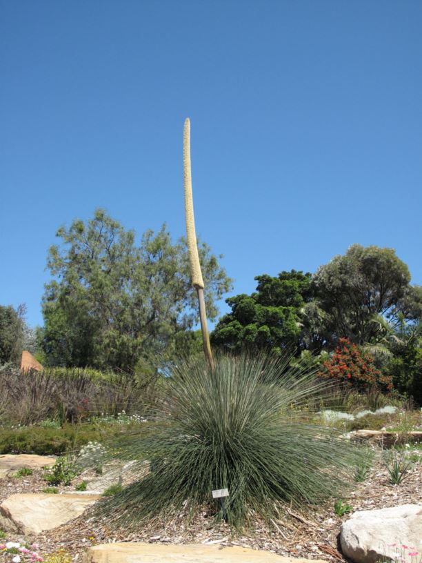 Xanthorrhoea johnsonii - Johnson's grass tree