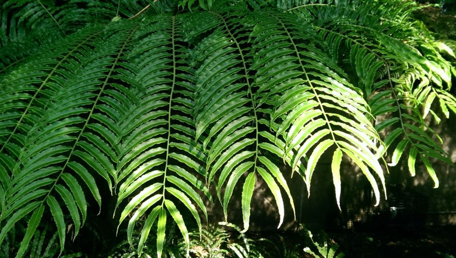 Angiopteris Evecta Giant Fern The Australian Botanic Garden Mount Annan