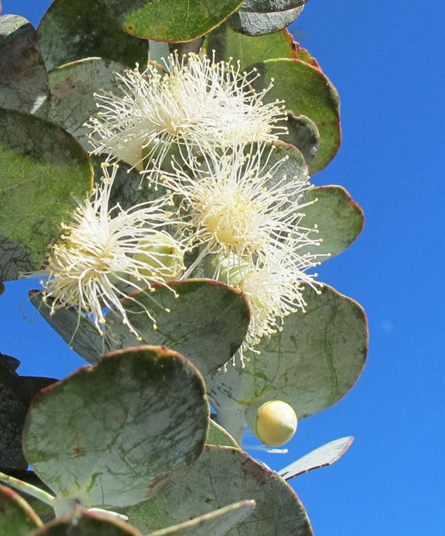 Eucalyptus pulverulenta - Silver-leaved Gum, Silver-leaved Mountain Gum