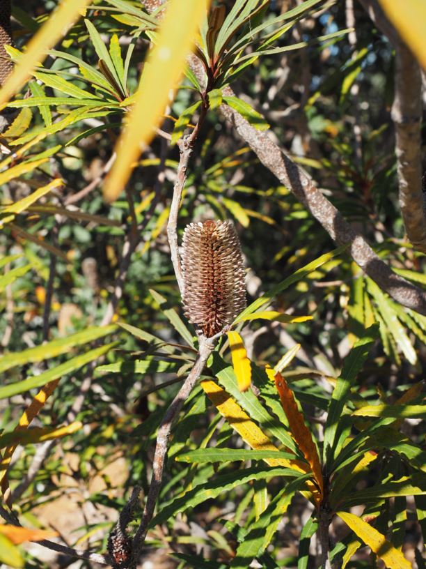 Banksia plagiocarpa - Hinchinbrook Banksia