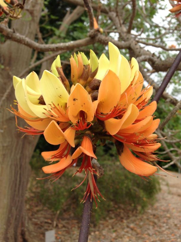 Erythrina numerosa - Pine Mountain Coral Tree
