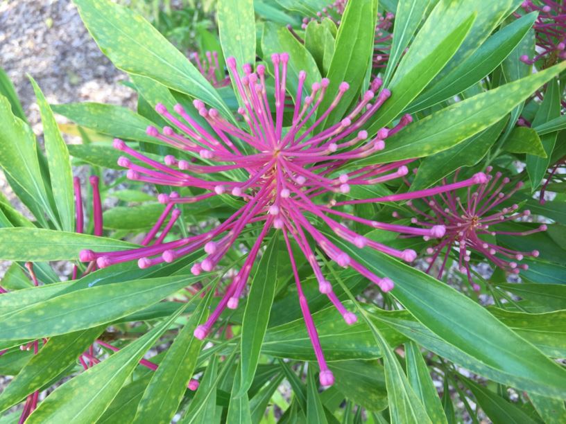 Alloxylon pinnatum Waratah Oak, Dorrigo Waratah Australian Botanic