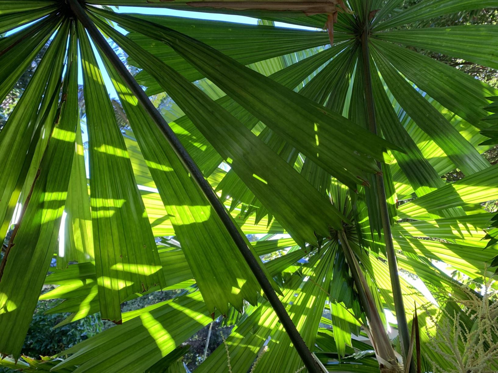 Licuala ramsayi - Fan Palm, Australian Fan Palm
