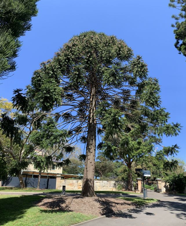 Araucaria bidwillii - Bunya pine