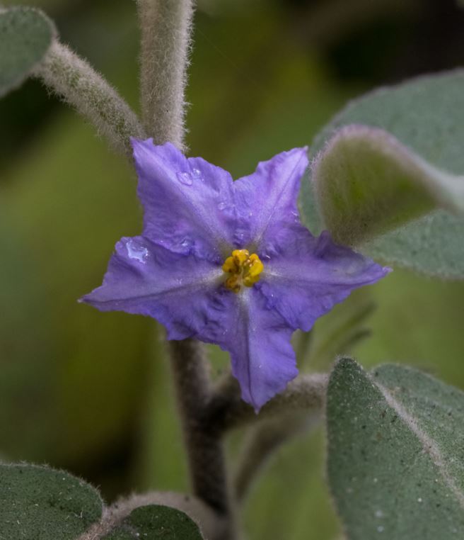Solanum nemophilum - Granite Nightshade