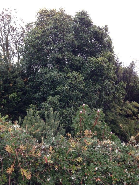 Lomatia arborescens - Tree Lomatia