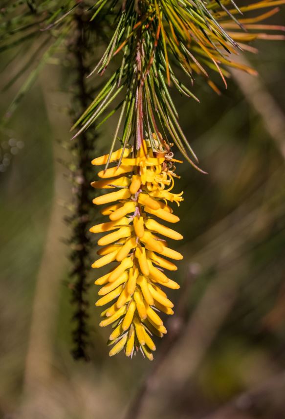 Persoonia pinifolia - Pine-leaved Geebung, mambara (Cadigal)