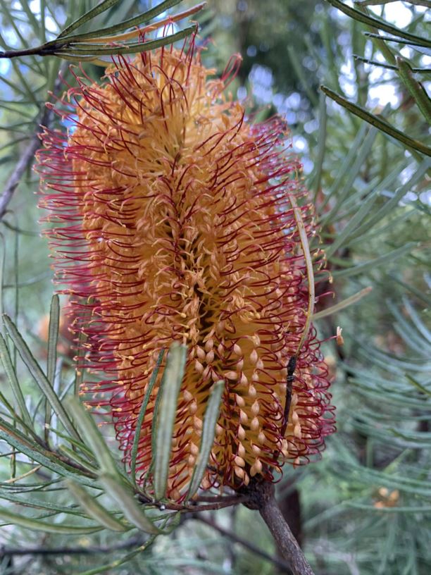 Banksia spinulosa - Hairpin Banksia