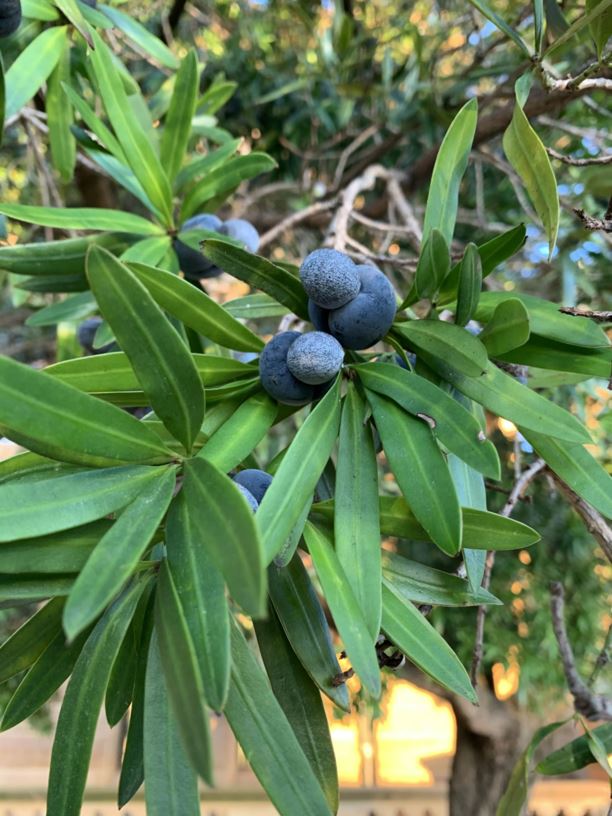 Podocarpus elatus Plum Pine, Brown Pine Australian Botanic Garden