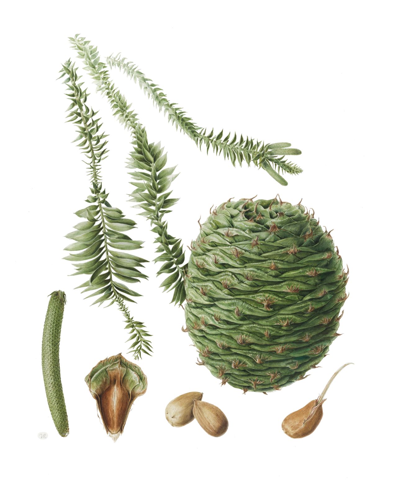 Araucaria bidwillii - Bunya pine