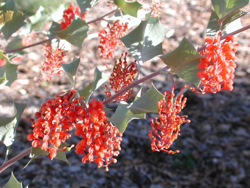 Grevillea wickhamii subsp. aprica