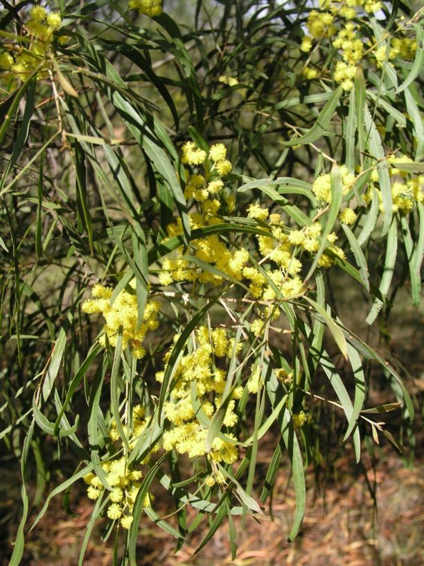 Acacia pustula