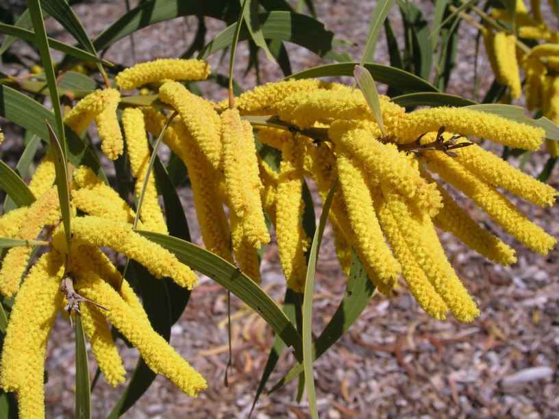 Acacia crassa subsp. crassa - Curracabah