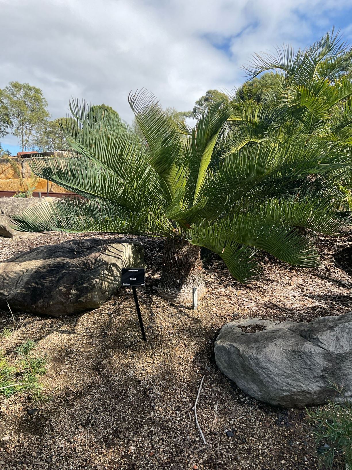 Cycas ophiolitica - Marlborough Blue
