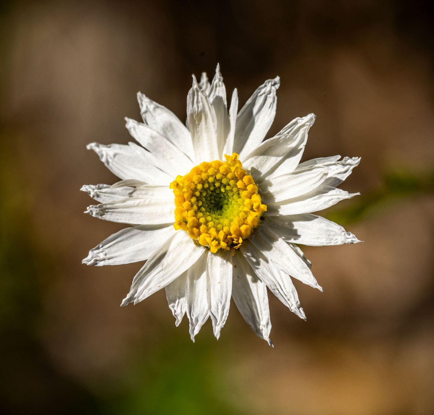 Rhodanthe anthemoides - Chamomile Sunray