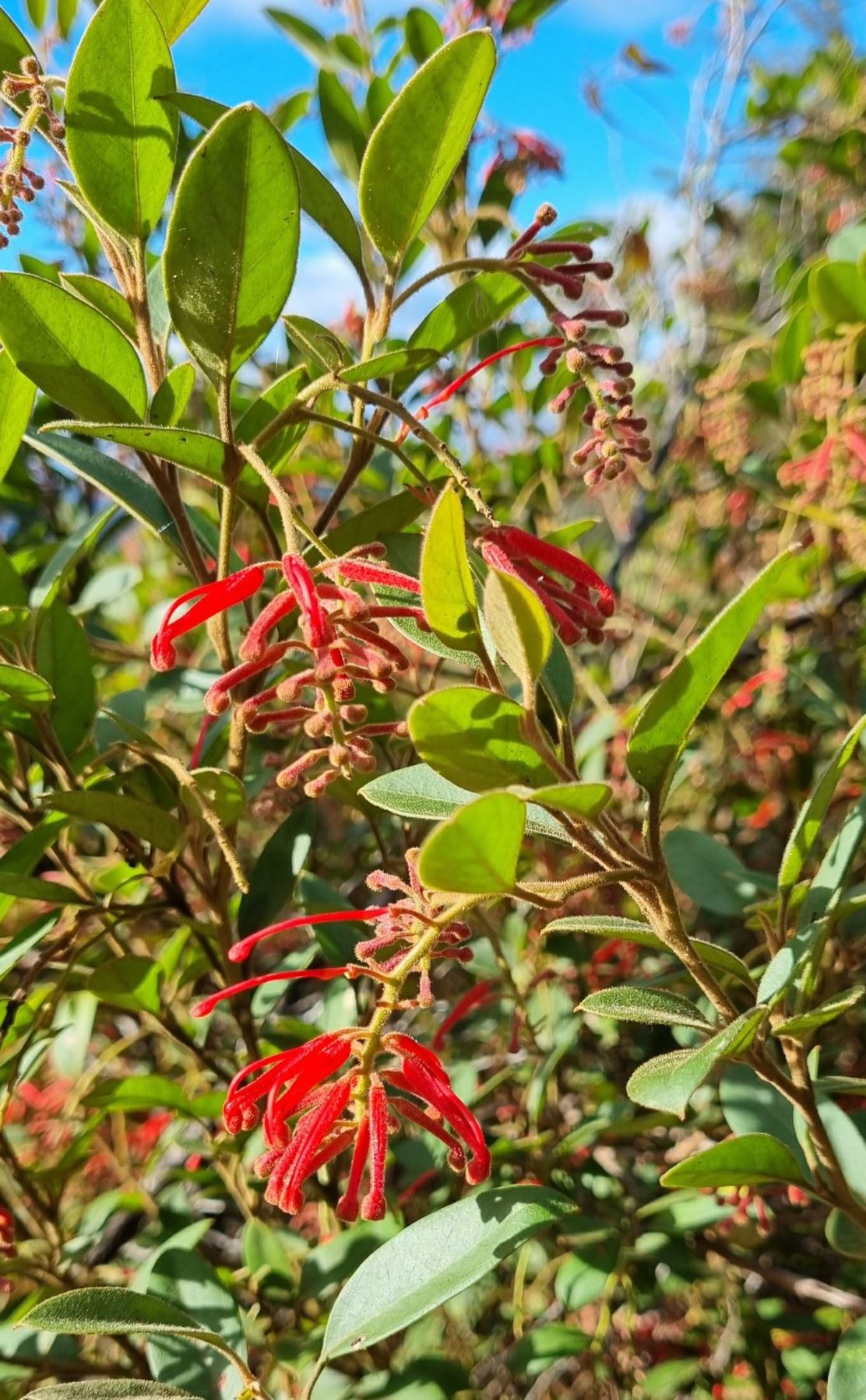 Grevillea rhyolitica subsp. rhyolitica