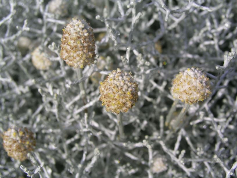 Leucophyta brownii - Cushion Bush